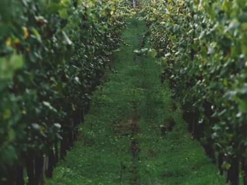 Rota do vinho Alvarinho