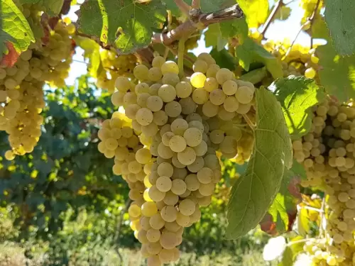 Região do Vinho Verde com Degustação e Almoço